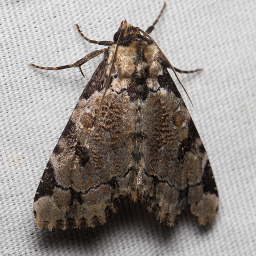 whaleback moth
