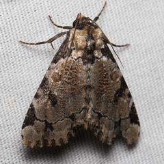 Stibaera thyatiroides