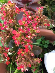 Iphiclus quadrisignatus