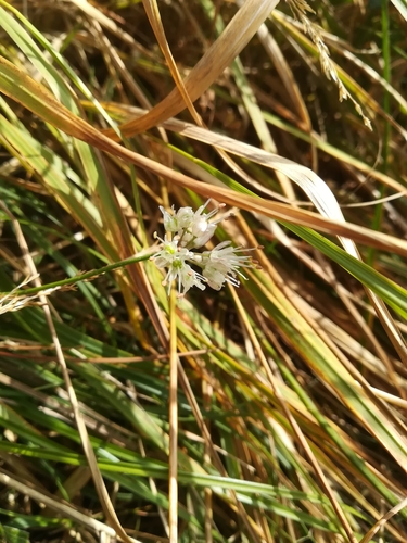 Image of Allium ericetorum by (c) Guillaume Delaitre, some rights reserved (CC BY)