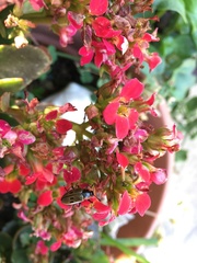 Iphiclus quadrisignatus