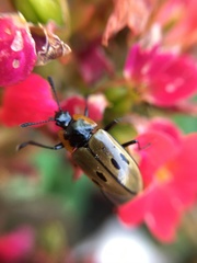 Iphiclus quadrisignatus