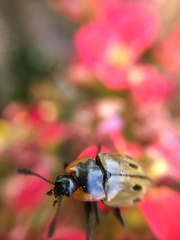 Iphiclus quadrisignatus