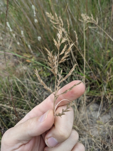 Image of Silveus' Grass (Trichoneura elegans) by (c) Cleveland Powell, some rights reserved (CC BY)