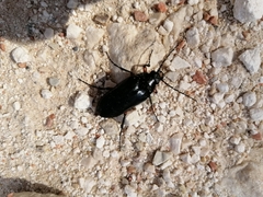 Cebrio