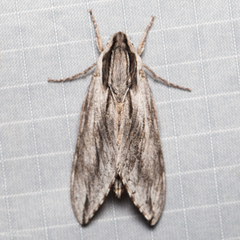 Sphinx dollii