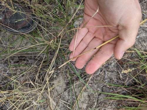 Image of Silveus' Grass (Trichoneura elegans) by (c) Cleveland Powell, some rights reserved (CC BY)