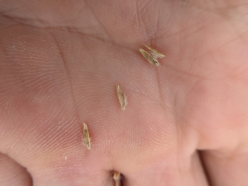 Image of Silveus' Grass (Trichoneura elegans) by (c) Cleveland Powell, some rights reserved (CC BY)