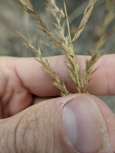 Image of Silveus' Grass (Trichoneura elegans) by (c) Cleveland Powell, some rights reserved (CC BY)