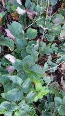 Diplocarpon fragariae