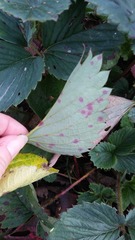 Diplocarpon fragariae