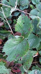 Diplocarpon fragariae