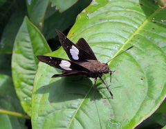 Notocrypta feisthamelii