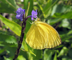 Eurema blanda
