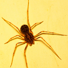 Scytodes univittata