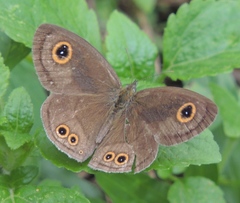 Ypthima aphnius