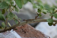 Anolis sagrei