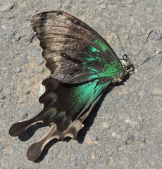 Papilio peranthus