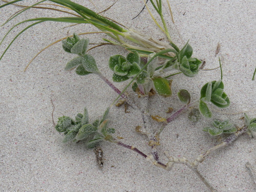 Image of Silene crassifolia by (c) Jeremy Gilmore, some rights reserved (CC BY)