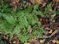 Dryopteris filix-mas