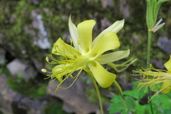 Aquilegia longissima