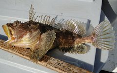 Hemitripterus americanus