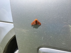 Anisota virginiensis