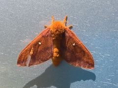 Anisota virginiensis