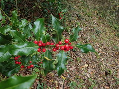 Ilex aquifolium