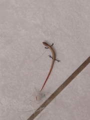 Ablepharus rueppellii