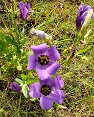 Eustoma russellianum