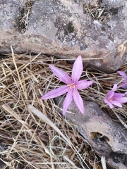 Colchicum feinbruniae