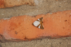 Eulepidotis rectimargo