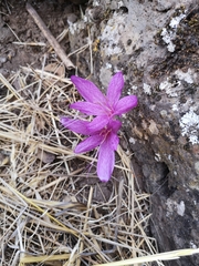 Colchicum feinbruniae