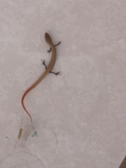 Ablepharus rueppellii