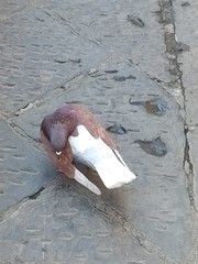 Columba livia domestica