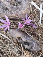 Colchicum feinbruniae