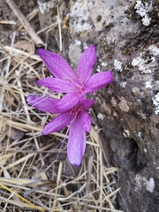 Colchicum feinbruniae