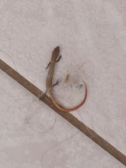 Ablepharus rueppellii