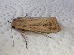 Nonagria typhae