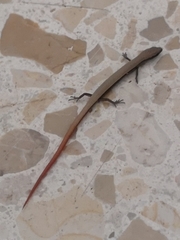 Ablepharus rueppellii