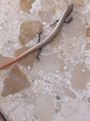 Ablepharus rueppellii