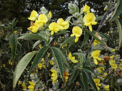 Piptanthus nepalensis