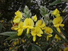 Piptanthus nepalensis