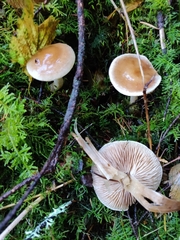 Hebeloma sacchariolens