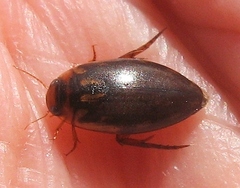 Coptotomus