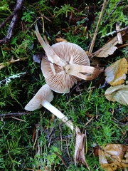 Hebeloma sacchariolens