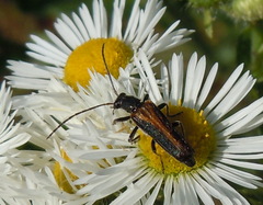 Anogcodes rufiventris