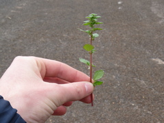 Didymodoxa capensis capensis