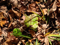 Smilax tamnoides